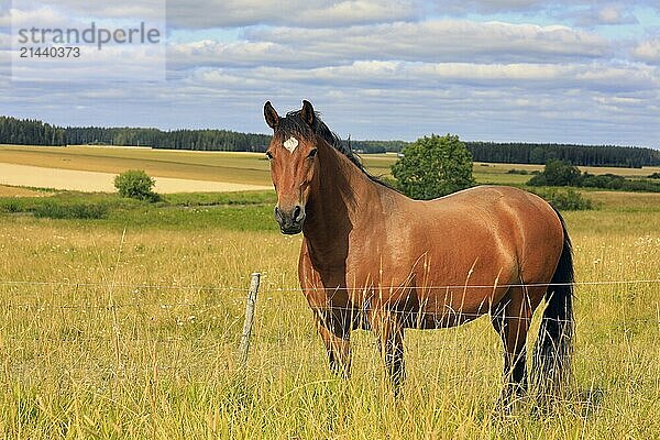 Beautiful bay horse standing in grassy meadow behind farmland fencing on a day of late summer