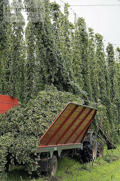 Hop harvest Hallertau Bavaria Germany