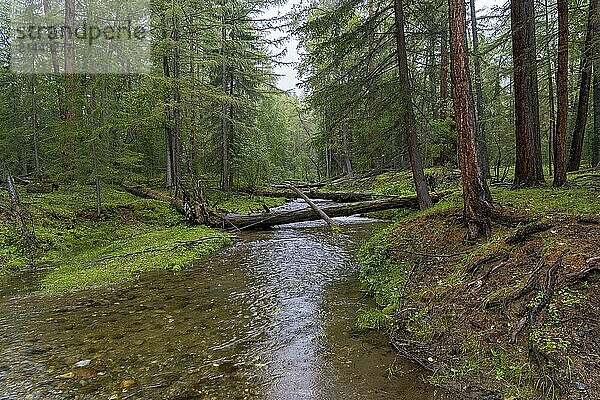 Beautiful transparent creek in the Siberian taiga. Buryatia  Russia  Europe