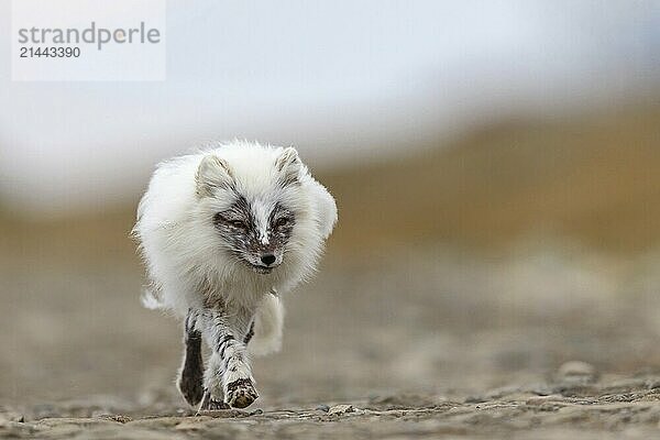 Arctic fox foraging  Arctic fox  (Alopex lagopus)  Europe  Norway  Spitsbergen  Longyearbyen  Svalbard / Spitsbergen  Norway  Europe