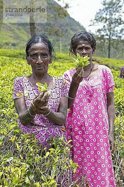 Sri Lankan woman holding tea on a tea plantation  Ramboda  Nuwara Eliya  Central Province  Sri Lanka  Asia