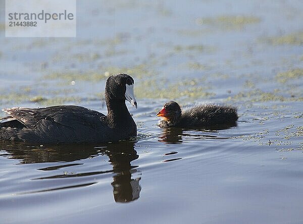 American Coot Waterhen and Babies in Marsh Canada