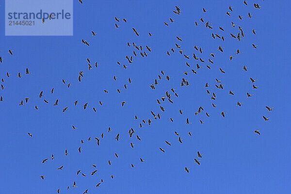 Cranes (Grus grus) in flight  North Rhine-Westphalia  Germany  Europe