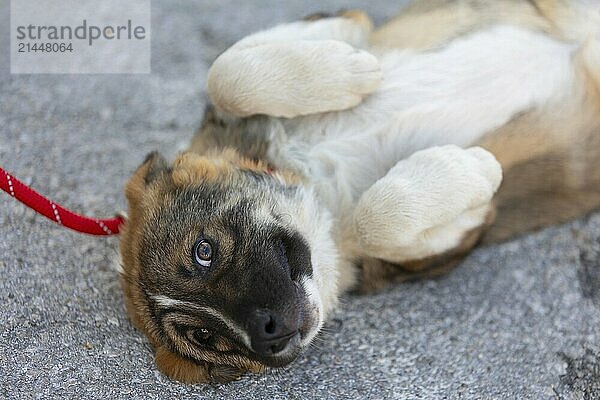 Brown and white mixed-breed mutt puppy lying on back  top view