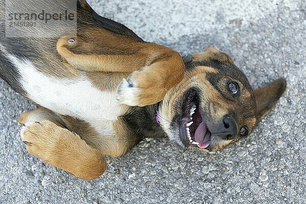 Brown and white mixed-breed mutt puppy lying on back  top view