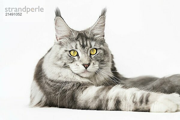 Calm Maine Coon Cat lying down and looking at camera. Cropped view of kitten black silver classic tabby and white color. Studio shot cat with yellow eyes on white background