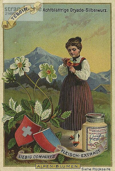 Picture series Alpine flowers  eight-leaved dryad  silverroot  in Ticino  Switzerland  Liebig picture  digitally restored reproduction of a collector's picture from ca 1900  public domain  exact date unknown  young girl in traditional traditional costume with silverroot and view of the Alps  Europe