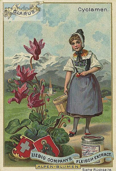 Picture series Alpine flowers  cyclamen  cyclamen in Glarus  Switzerland  Liebig picture  digitally restored reproduction of a collector's picture from around 1900  public domain  exact date unknown  Swiss girl in traditional traditional costume with mountain view and cyclamen flowers  Europe