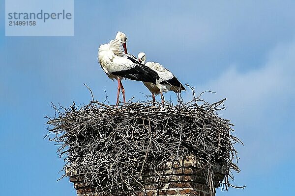 Stork in a nest on an old brick chimney