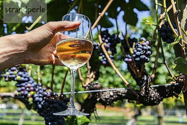 Man hand holding a glass of white wine in selective focus view against unripe red wine grapes background  Okanagan Valley vineyards  with copy space