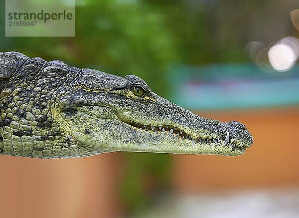 Crocodile young profile view from Mexico