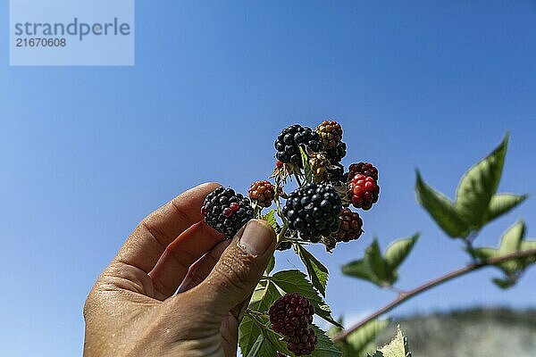 Ripe  ripening  and unripe blackberries on the bush  with hand picking one blackberry fruit in selective focus and close up low angle view against sky