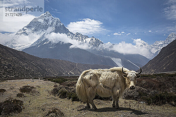 A yak in the Khumbu Valley with Nepal's Ama Dablam in the background.