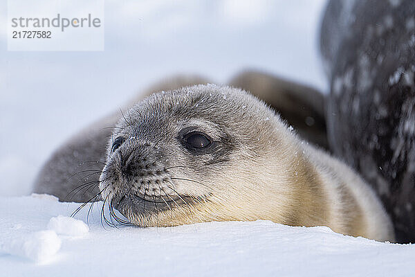 Weddell Seal pup  newborn Weddell seal  Antarctica (Leptonychotes weddellii).