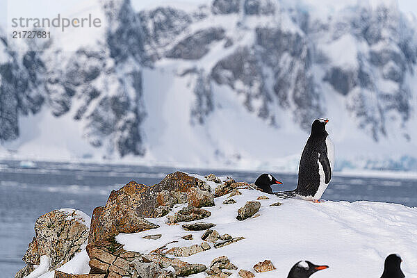 Gentoo penguins in Antarctica. Wild nature. Group of gentoo penguins.