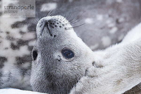 Weddell Seal pup  newborn Weddell seal  Antarctica (Leptonychotes weddellii).