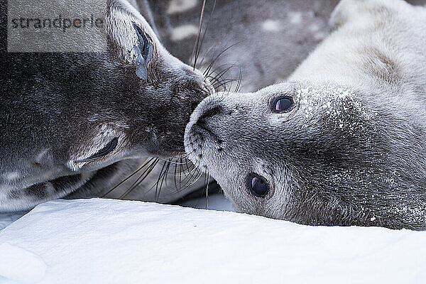 Weddell Seal pup  newborn Weddell seal  Antarctica (Leptonychotes weddellii).