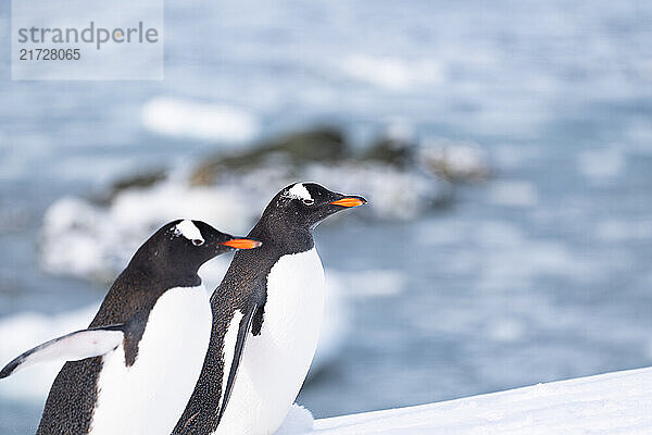 Gentoo penguins in Antarctica. Wild nature. Group of gentoo penguins.