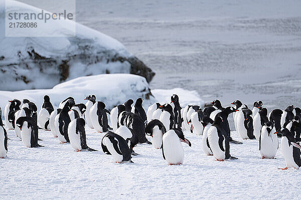 Gentoo penguins in Antarctica. Wild nature. Group of gentoo penguins.