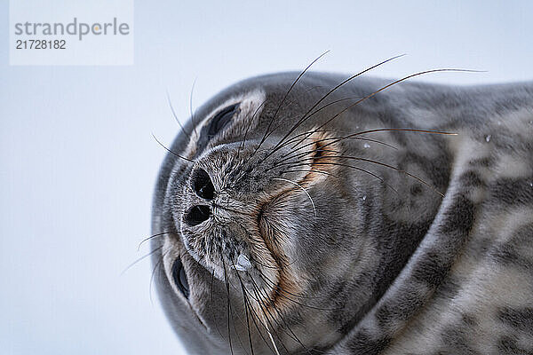 Weddell seal (Leptonychotes weddellii) in Antarctica. South Pole.