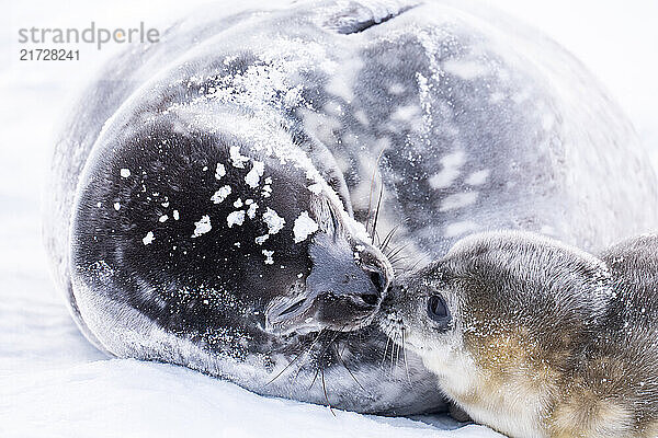 Weddell Seal pup  newborn Weddell seal  Antarctica (Leptonychotes weddellii).