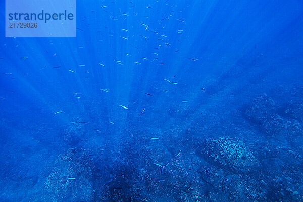 Opelu (Japanese mackerel - decapterus sanctae-helenae) swim in the waters of Kaunolu  Lana`i  Hawai`i