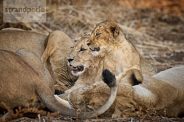 Rudel Loewinnen (Panthera leo) mit Jungtieren  South Luangwa Nationalpark  Mfuwe  Sambia  Afrika |pride of lioness (Panthera leo) with cubs South Luangwa National Park  Mfuwe  Zambia  Africa|