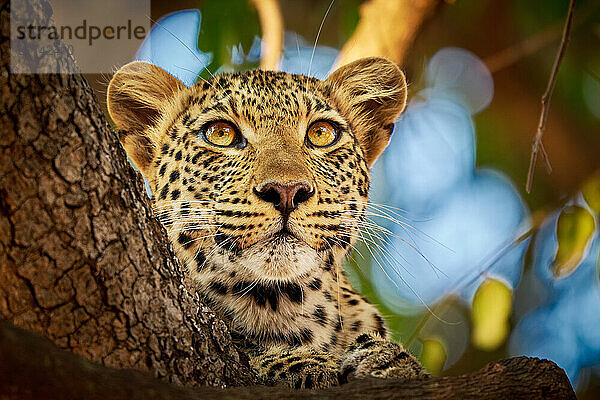 Portraet eines Leopard (Panthera pardus) auf einem Baum  South Luangwa Nationalpark  Mfuwe  Sambia  Afrika |portrait of a young African leopard (Panthera pardus pardus) in a tree  South Luangwa National Park  Mfuwe  Zambia  Africa|