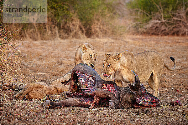 Rudel Loewinnen (Panthera leo) an einem Bueffel kill  South Luangwa Nationalpark  Mfuwe  Sambia  Afrika |pride of lioness (Panthera leo) at buffalo kill  South Luangwa National Park  Mfuwe  Zambia  Africa|