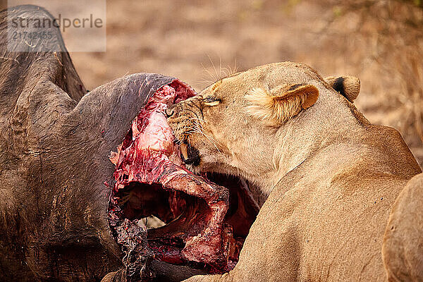 Loewin (Panthera leo) an einem Bueffel kill  South Luangwa Nationalpark  Mfuwe  Sambia  Afrika |lioness (Panthera leo) at buffalo kill  South Luangwa National Park  Mfuwe  Zambia  Africa|