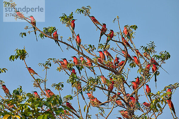 Gruppe Karminspinte auf einem Baum (Merops nubicus)  South Luangwa Nationalpark  Mfuwe  Sambia  Afrika |group of southern carmine bee-eater (Merops nubicoides) in a tree  South Luangwa National Park  Mfuwe  Zambia  Africa|