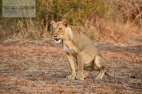 Loewen (Panthera leo)  South Luangwa Nationalpark  Mfuwe  Sambia  Afrika |lion (Panthera leo)  South Luangwa National Park  Mfuwe  Zambia  Africa|