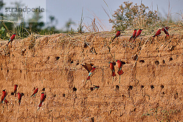 Kolonie Karminspinte an einer Steilwand des Luangwa Flusses  (Merops nubicus)  South Luangwa Nationalpark  Mfuwe  Sambia  Afrika |colony of southern carmine bee-eater (Merops nubicoides) on a steep wall of Luangwa river  South Luangwa National Park  Mfuwe  Zambia  Africa|