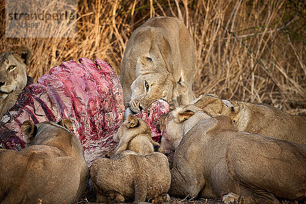 Rudel Loewinnen (Panthera leo) an einem Bueffel kill  South Luangwa Nationalpark  Mfuwe  Sambia  Afrika |pride of lioness (Panthera leo) at buffalo kill  South Luangwa National Park  Mfuwe  Zambia  Africa|