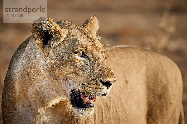 Loewin (Panthera leo)  South Luangwa Nationalpark  Mfuwe  Sambia  Afrika |lioness (Panthera leo)  South Luangwa National Park  Mfuwe  Zambia  Africa|