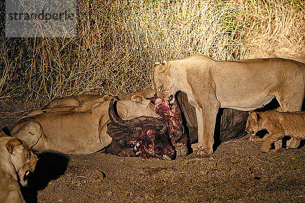 Nachtaufnahme eines Rudel Loewinnen (Panthera leo) an einem Bueffel kill  South Luangwa Nationalpark  Mfuwe  Sambia  Afrika |night shot pride of lioness (Panthera leo) at buffalo kill  South Luangwa National Park  Mfuwe  Zambia  Africa|