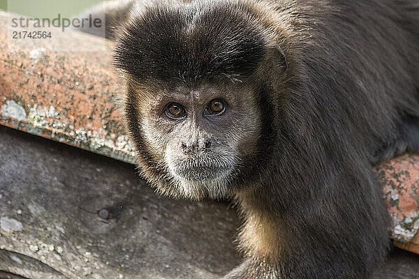 Beautiful Capuchin Monkey portrait on tile-roof in the Atlantic Rainforest of Itatiaia National Park  Serra da Mantiqueira  Rio de Janeiro  Brazil