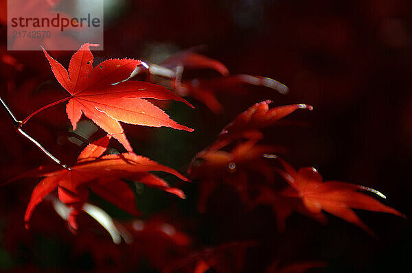 The red leaves of a Japanese Maple tree in autumn.