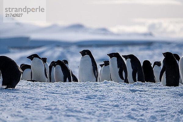 Group of adelie penguins (Pygoscelis adeliae) in Antarctica Berthelot`s island. Wild nature.