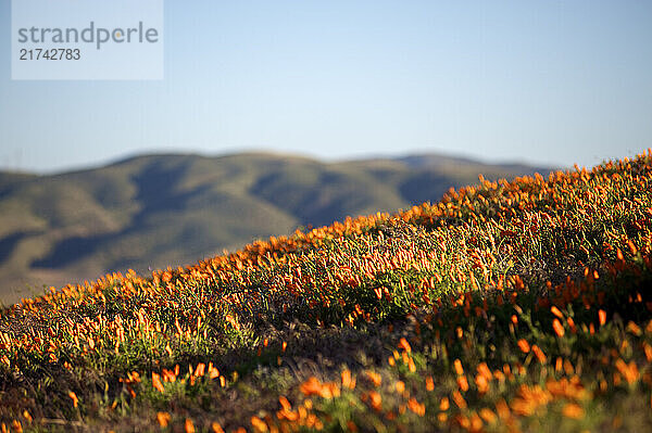 The sun sets over a hillside of blooming poppies in the California Poppy Reserves in Antelope Valley  Calif.  on Saturday  May 1  2010. California poppies are known for their bright orange color and grow all along the west coast.