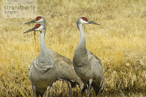 Sandhill Crane at The Bosque del Apache Wildlife refuge  New Mexico.