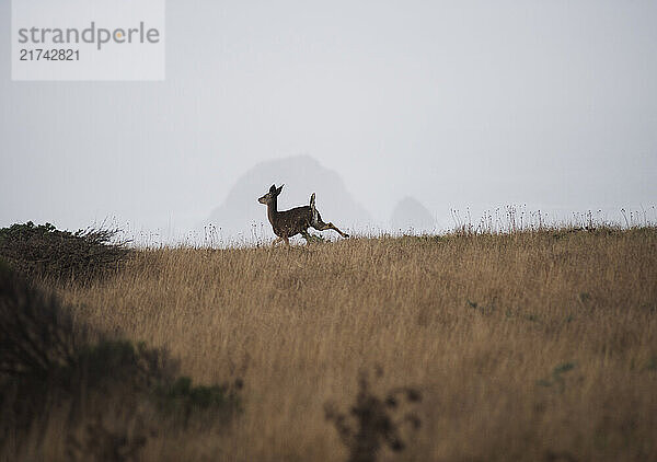 A deer runs over a ridge in a field in Mendocino County  Calif.  on Dec. 9  2010.