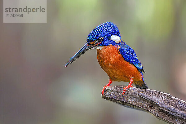 The blue-eared kingfisher (Alcedo meninting) is found in Asia