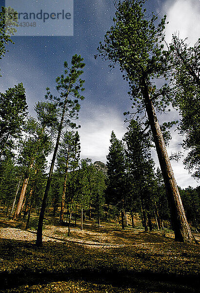 A long exposure turns night into day under bright moonlight at Mt. Charleston  Nev.  on Aug. 26  2010.