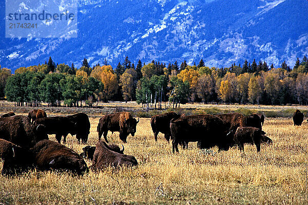 Grand Tetons National Park  Wyoming. American Buffalo  Bison.