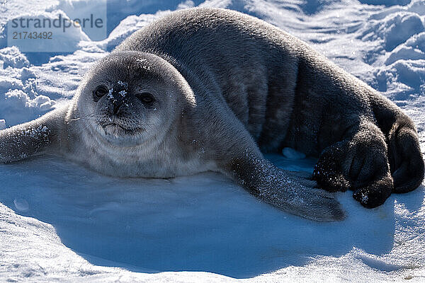 Weddell Seal pup  newborn Weddell Seal  Antarctica (Leptonychotes weddellii).