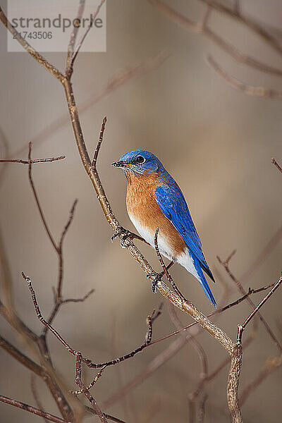 Male Eastern Bluebird perched on winter tree branches