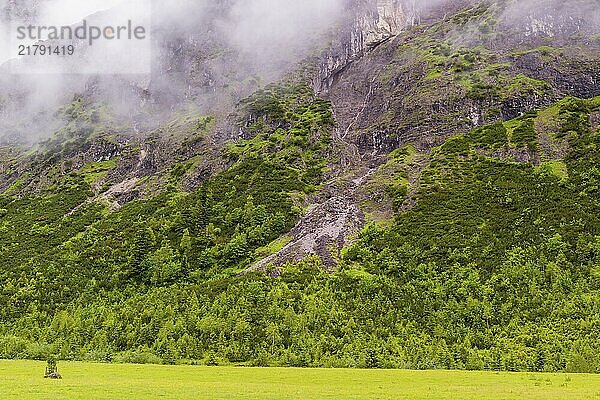 Nature conservancy area Grosser Ahornboden. Sycamore maple trees  Acer pseudoplatanus  in summer. Karwendel mountains in the background. Eng valley  Tyrol  Austria  Europe