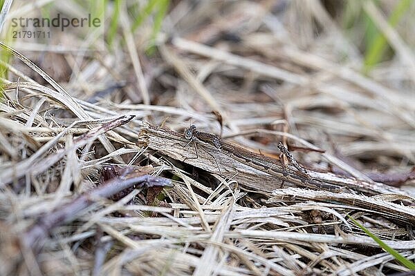 Common Winter Damselfly (Sympecma fusca)  sitting well camouflaged on the ground  Lower Saxony  Germany  Europe