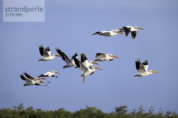 Rhinoceros pelican (Pelecanus erythrorhynchos)  adult  group  flying  Merritt Island  Black Point Wildlife Drive  Florida  USA  North America